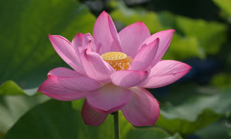 lotus flower