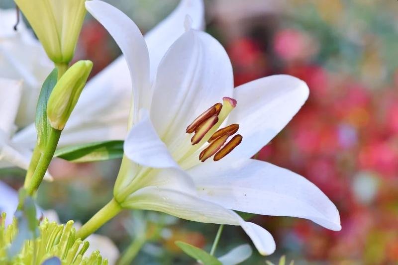 lily flower