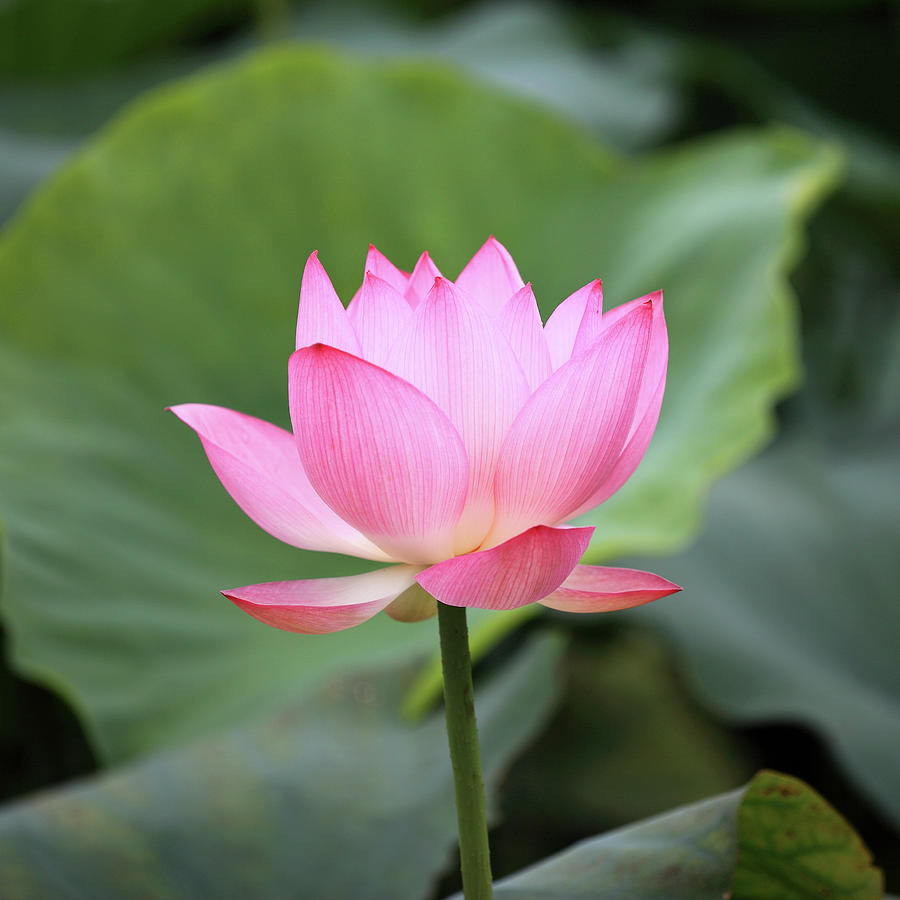 lotus flower